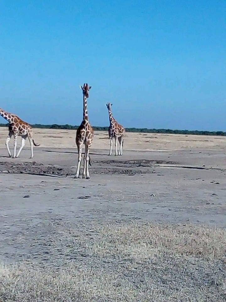 Giraffes standing on an open savanna plain