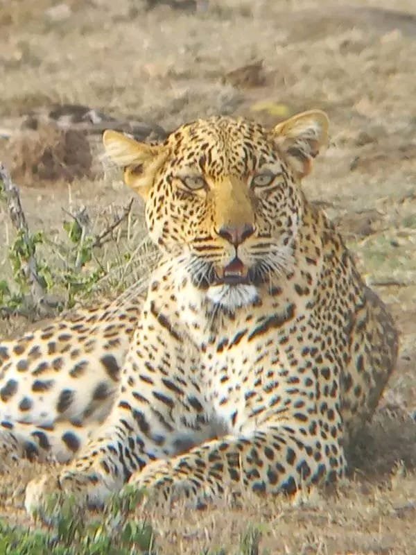 A leopard resting and looking at the camera in a close-up portrait
