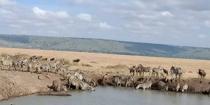 Zebras and wildebeest gathered at a waterhole